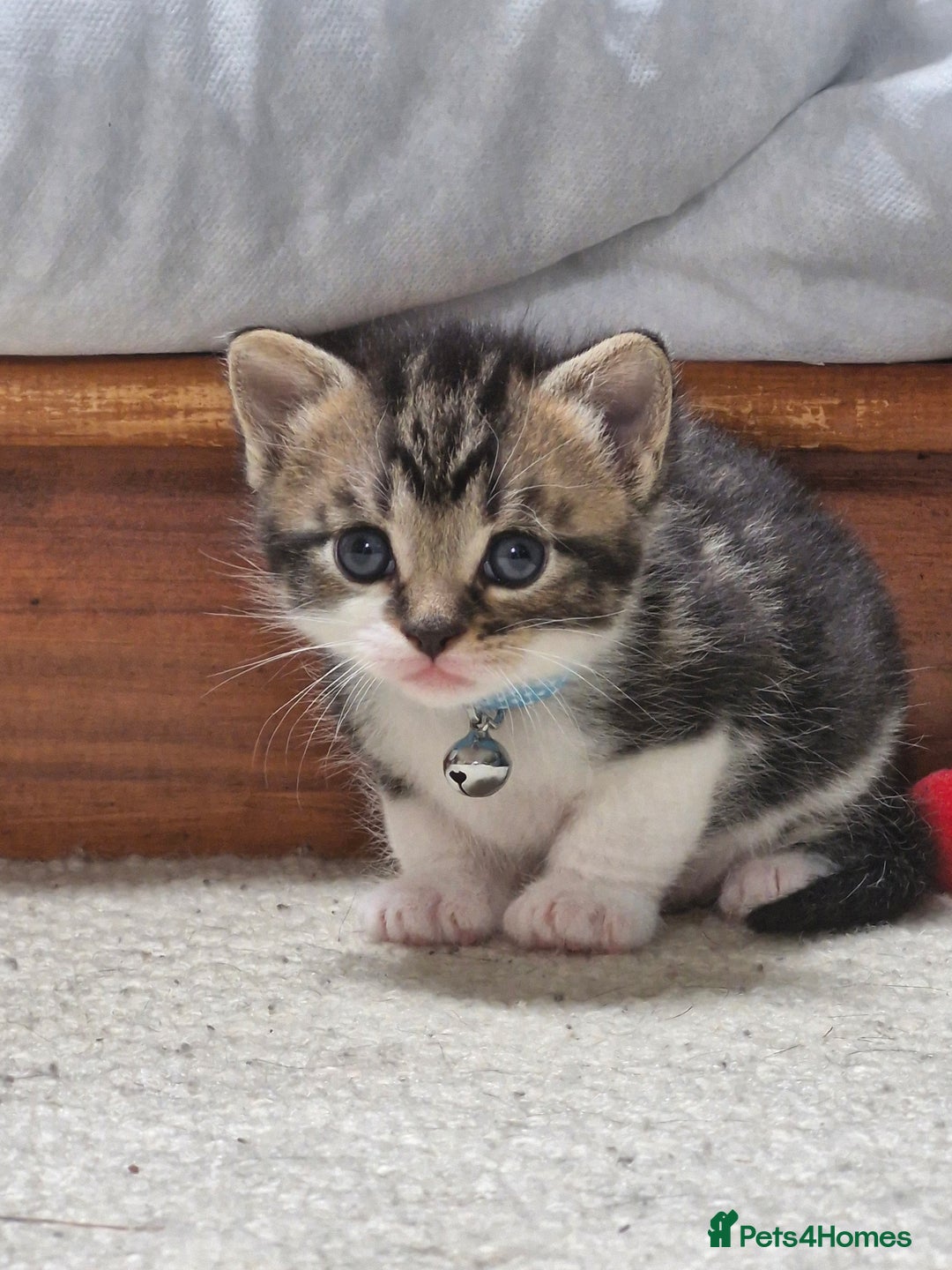 British Shorthair cats for sale: Mixed breed shorthair kittens. 1 m 1 f available - Image 1