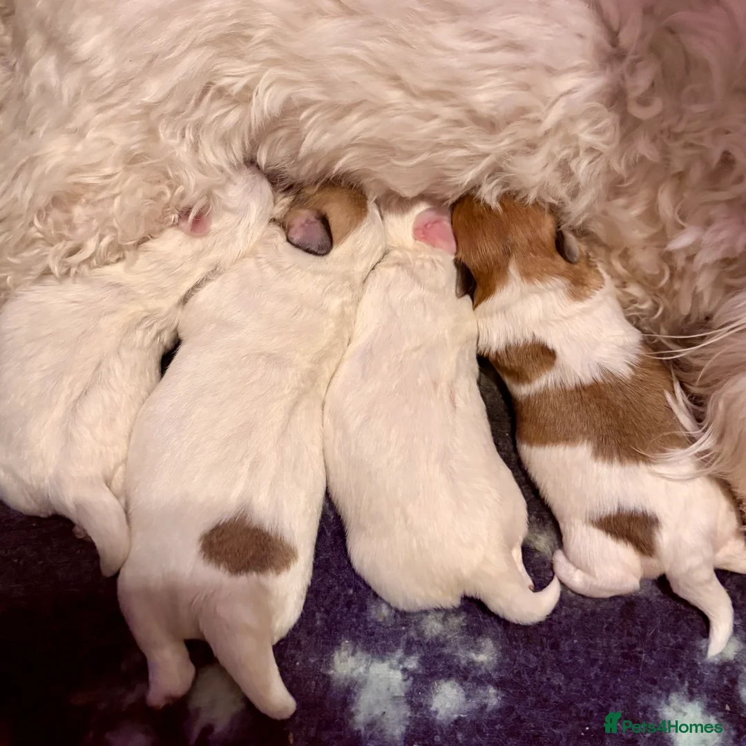 Coton De Tulear dogs for sale: K.C reg Coton de Tulear Puppies inc World Champion - Advert 16