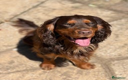 Cocker Spaniel dogs for stud: 🐾 Proven Stud - Healthy Working Cocker Spaniel 🐾 - Image 8
