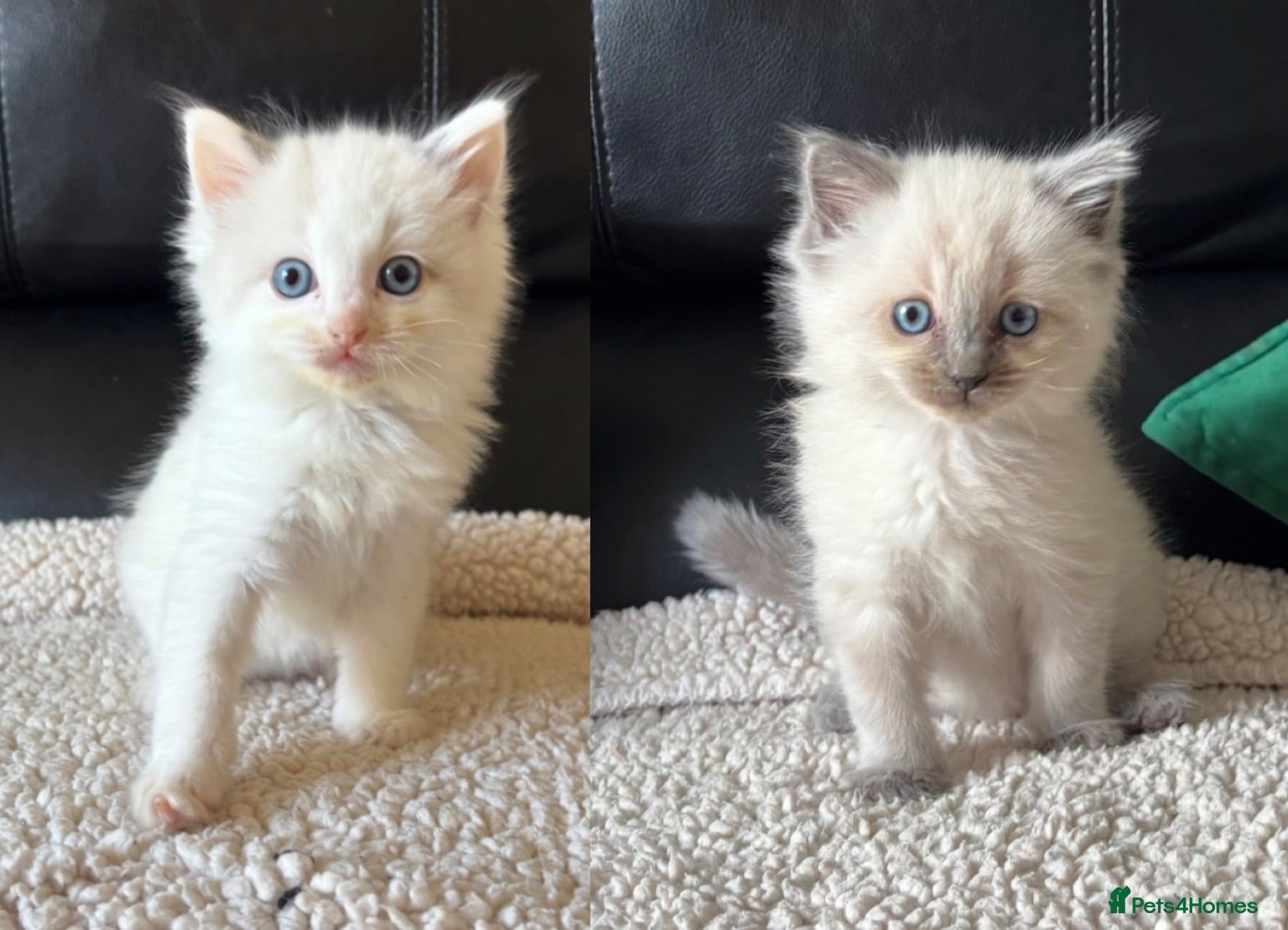 Ragdoll cats Pure Bread Ragdoll Kittens - Advert 1