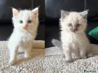 Ragdoll cats Pure Bread Ragdoll Kittens - Advert 2