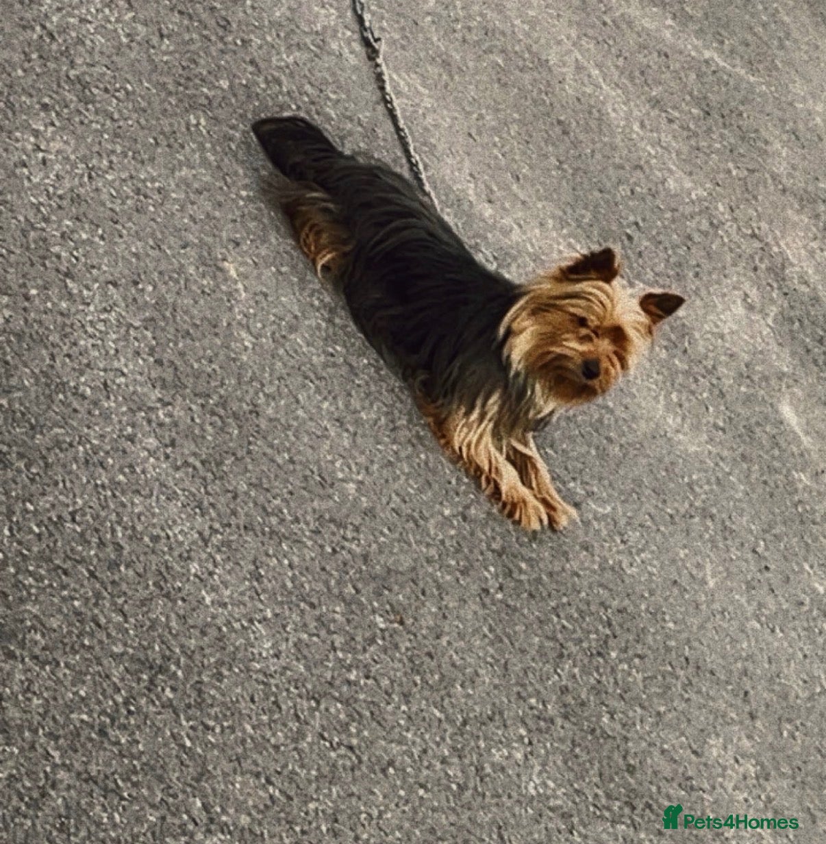 Yorkshire Terrier dogs Yorkshire terrier  - Advert 1