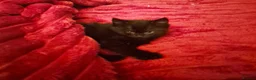 Mixed Breed cats for sale: Female kitten  in Glasgow - Advert 3