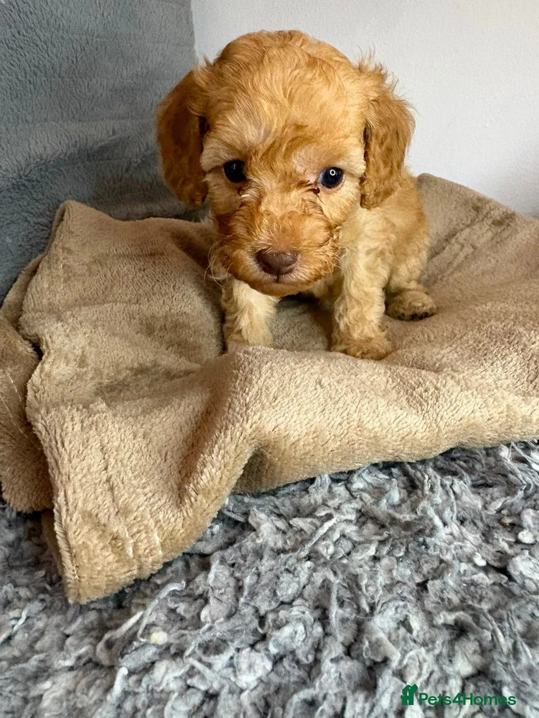 Cavapoo dogs for sale: Beautiful F1B Cavapoo Puppies – Ready to Reserve in Peterborough - Advert 23