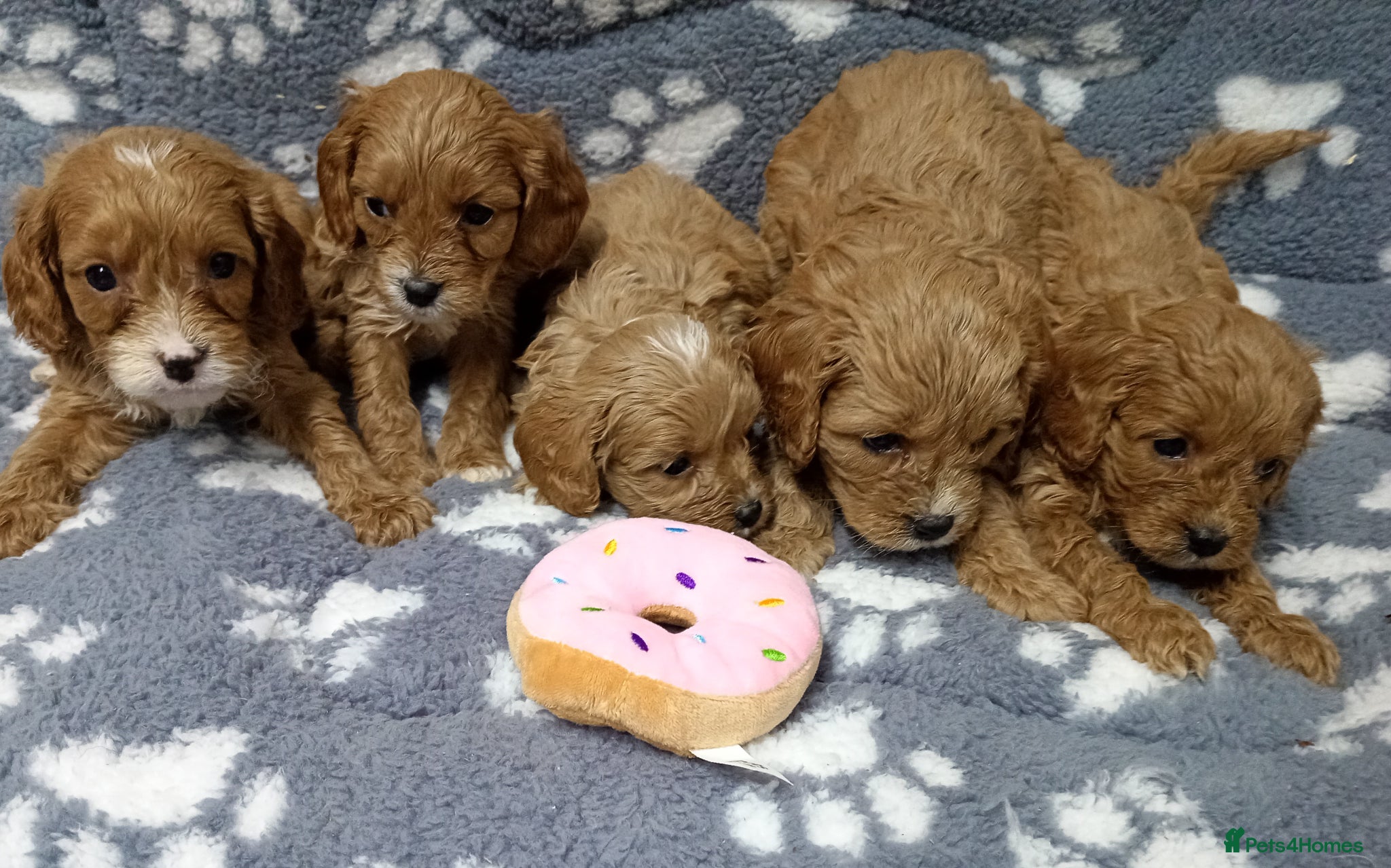 Cavapoo dogs Cavapoo puppies  - Advert 2