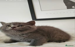 British Shorthair cats for sale: British shorthair kittens😻 - Image 4