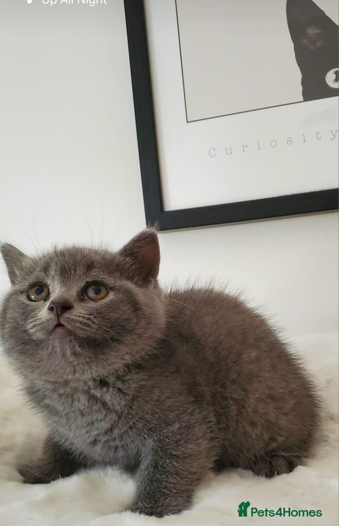 British Shorthair cats for sale: British shorthair kittens😻 - Image 4