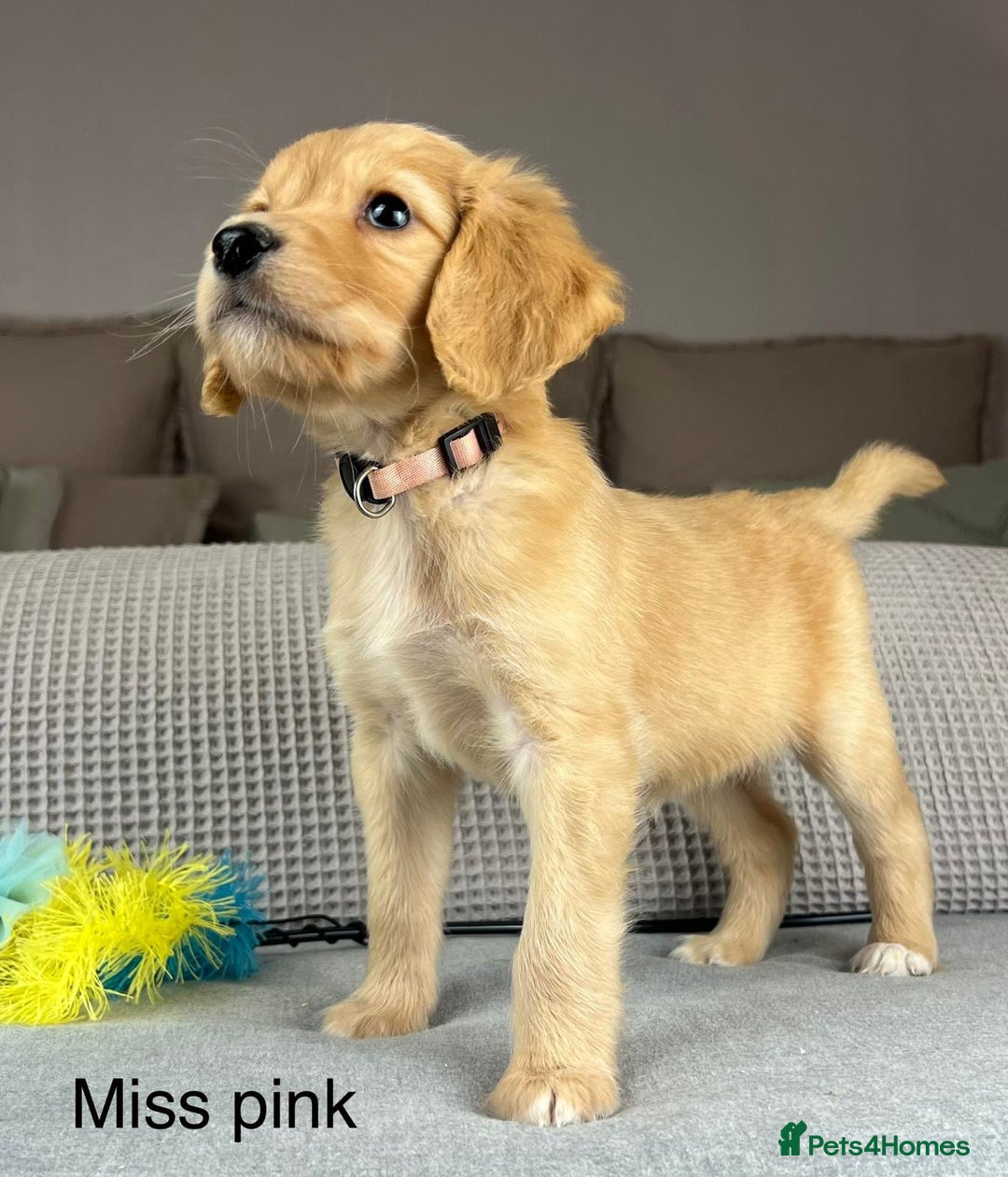 Goldendoodle dogs for sale: Hereditary clear mum. Fully hip elbow and DNA Dad. - Image 23