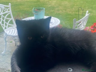 Selkirk Rex cats - Advert 3