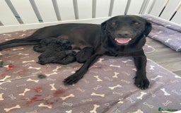 Labrador Retriever dogs for sale: Pedigree foxred labs for sale 7 boys and 1 female  - Image 1