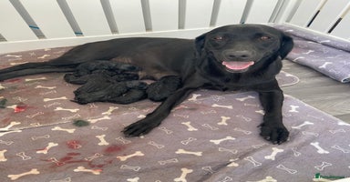 Labrador Retriever dogs - Advert 1