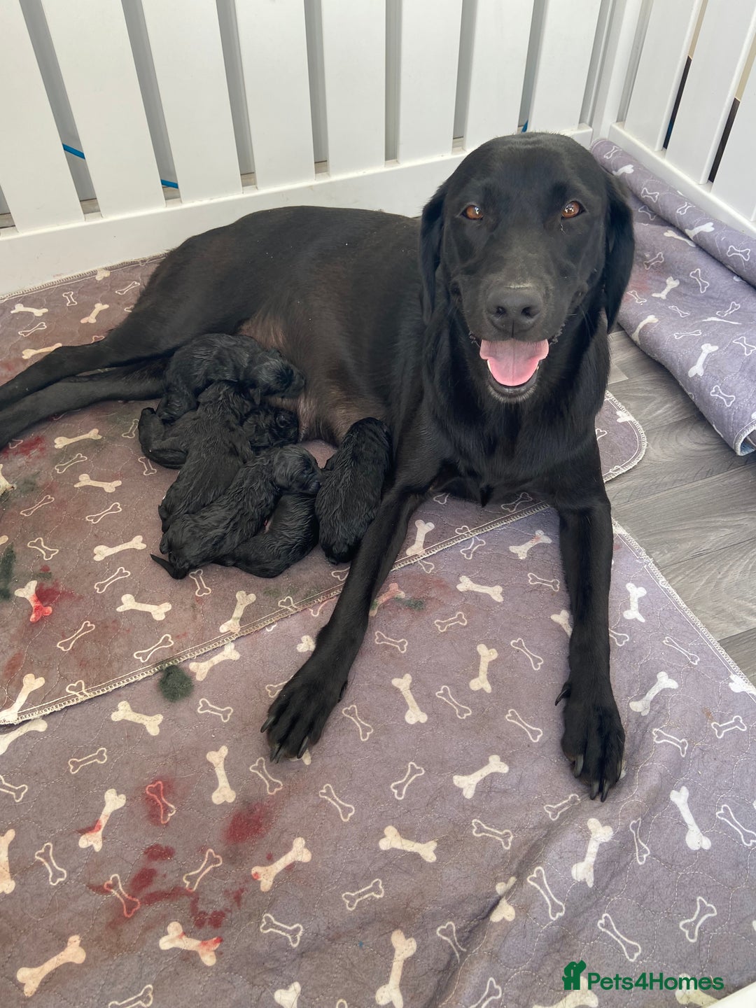Labrador Retriever dogs for sale: Pedigree foxred labs for sale 7 boys and 1 female  - Image 1