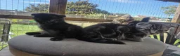 Mixed Breed cats for sale: Sweet kittens looking for a loving home 🏠  in Biggleswade - Advert 8