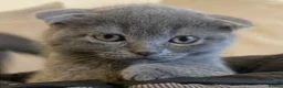 Scottish Fold cats for sale: 🐾  Adorable Scottish Fold Kittens  - Advert 3