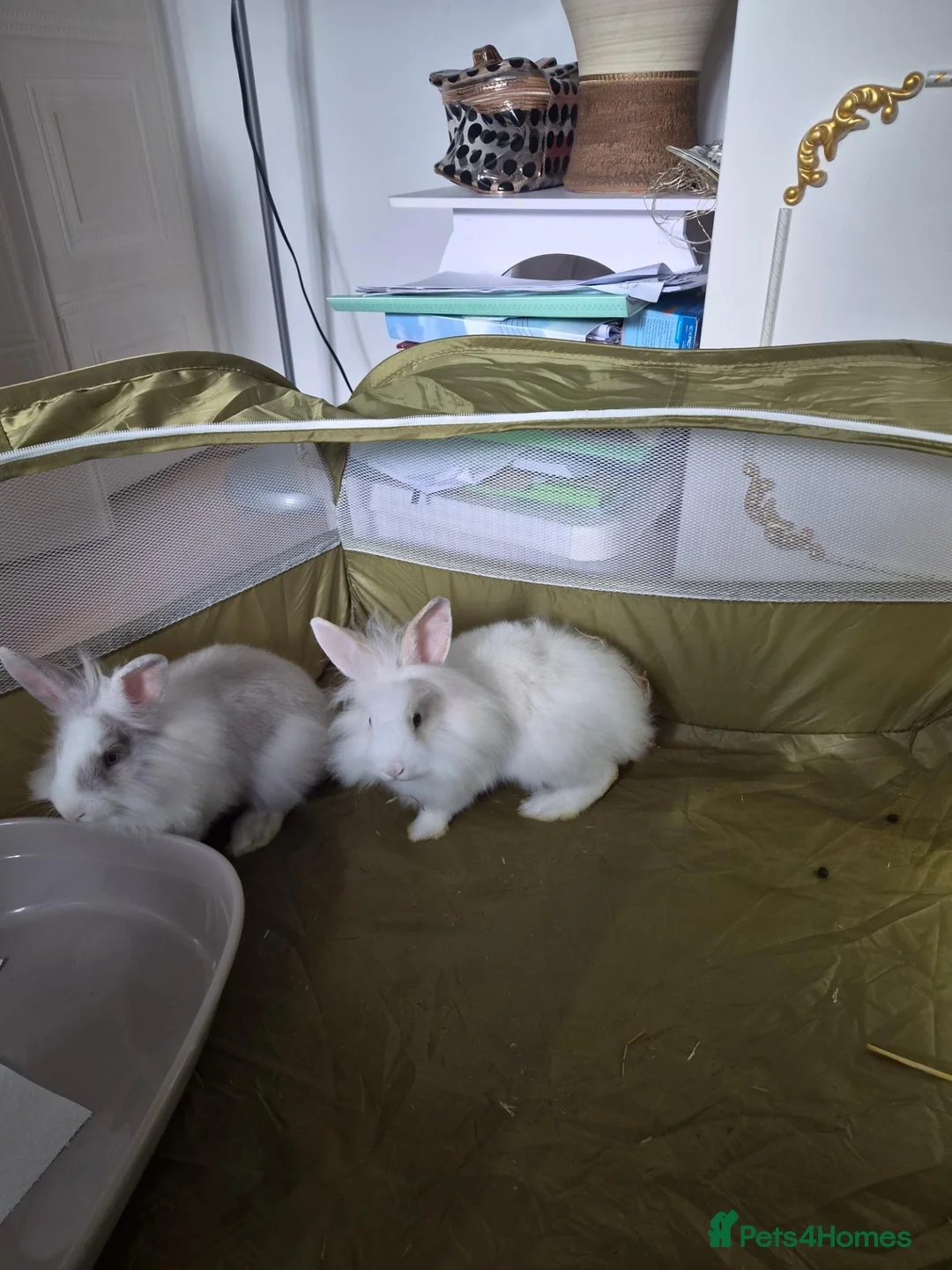 Lionhead rabbits for sale: Lionhead Dward Rabbits - Advert 1