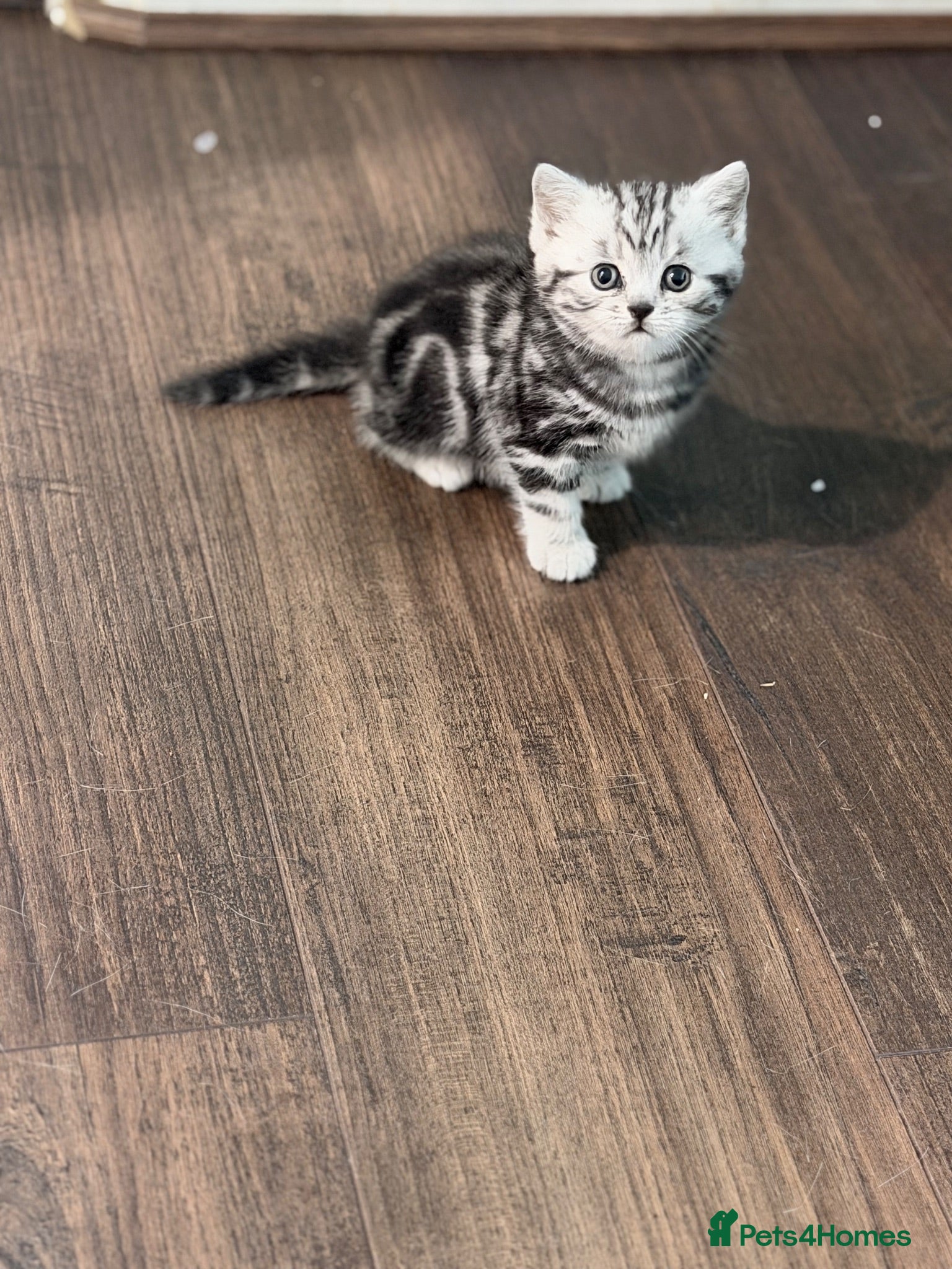 British Shorthair cats GCCF British shorthair silver tabby kittens  - Advert 2