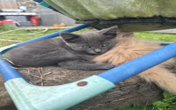 Mixed Breed cats for sale: Beautiful long haired kittens - Image 4
