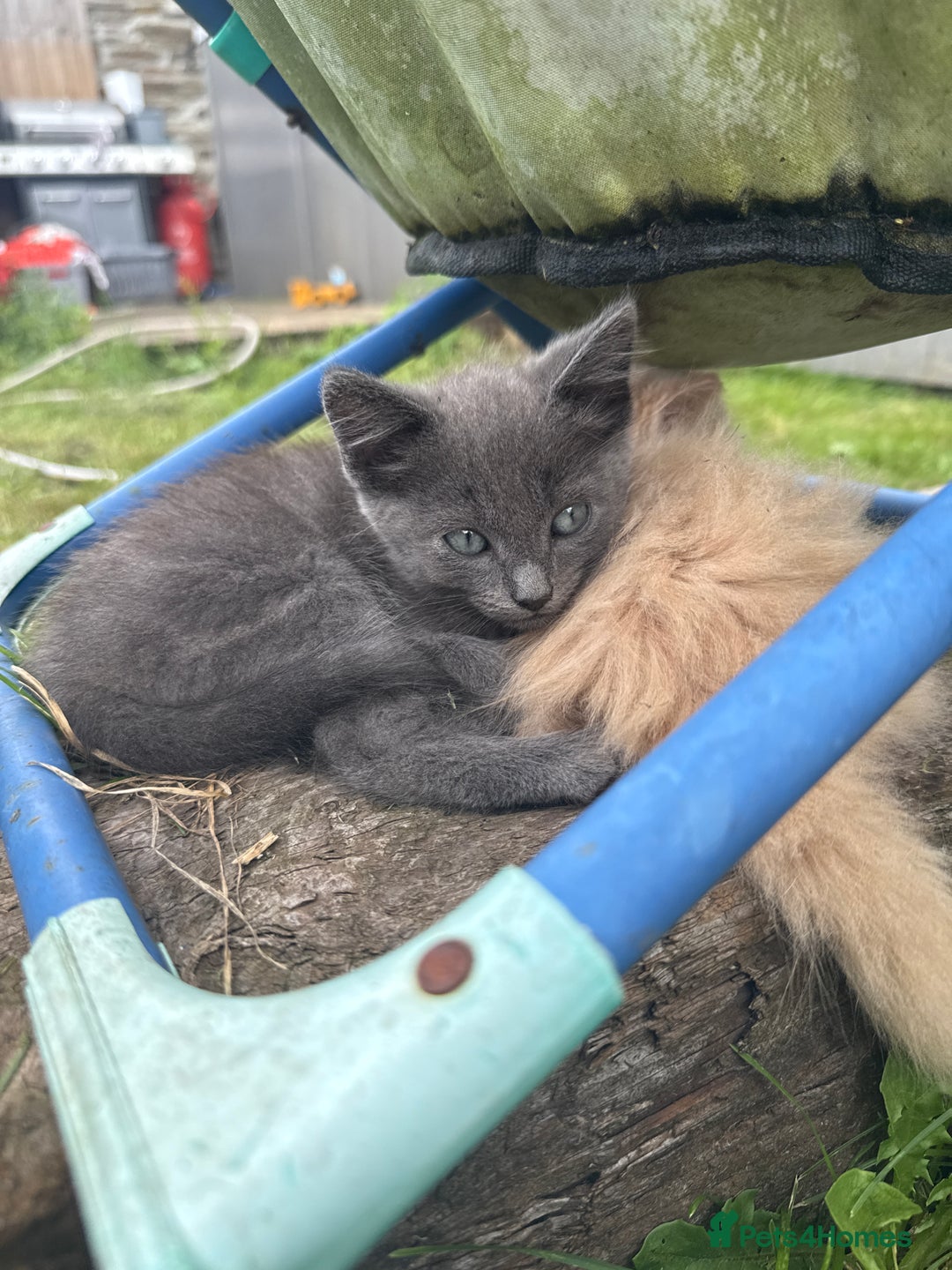 Mixed Breed cats for sale: Beautiful long haired kittens - Image 4