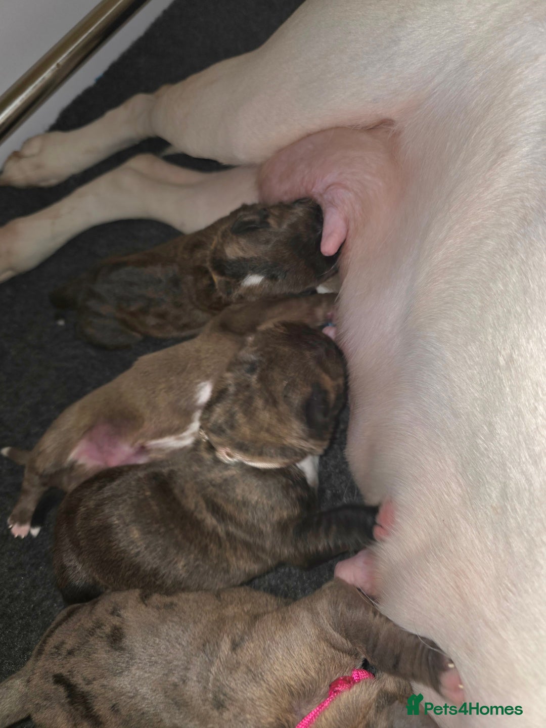 Boxer dogs for sale: Beautiful Boxer cross - Image 2