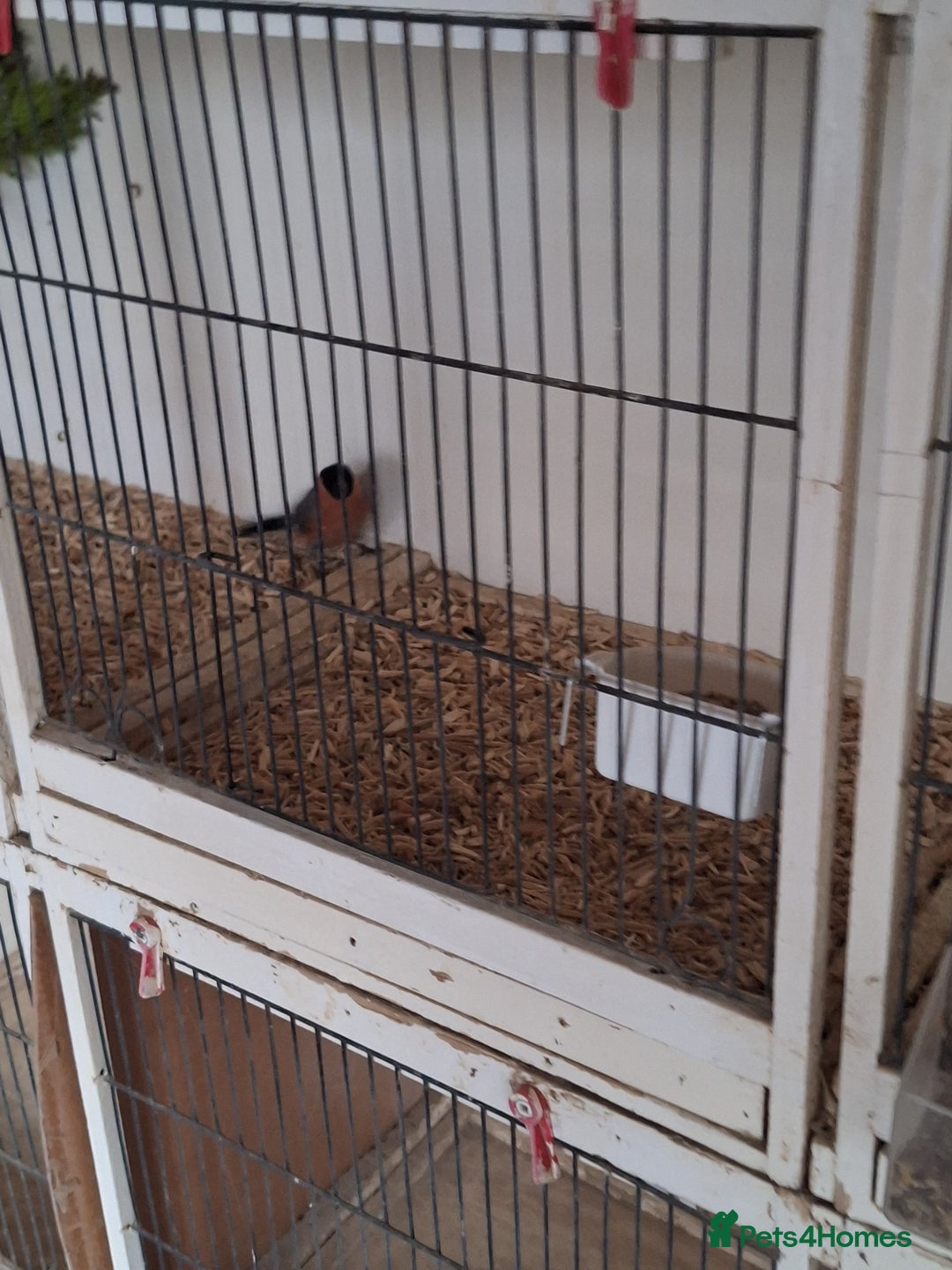 Canaries birds for sale: Birds for sale - Advert 8