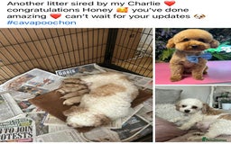 Toy Poodle dogs for stud: Toy Poodle KC - Stud and  fully health tested  - Image 13