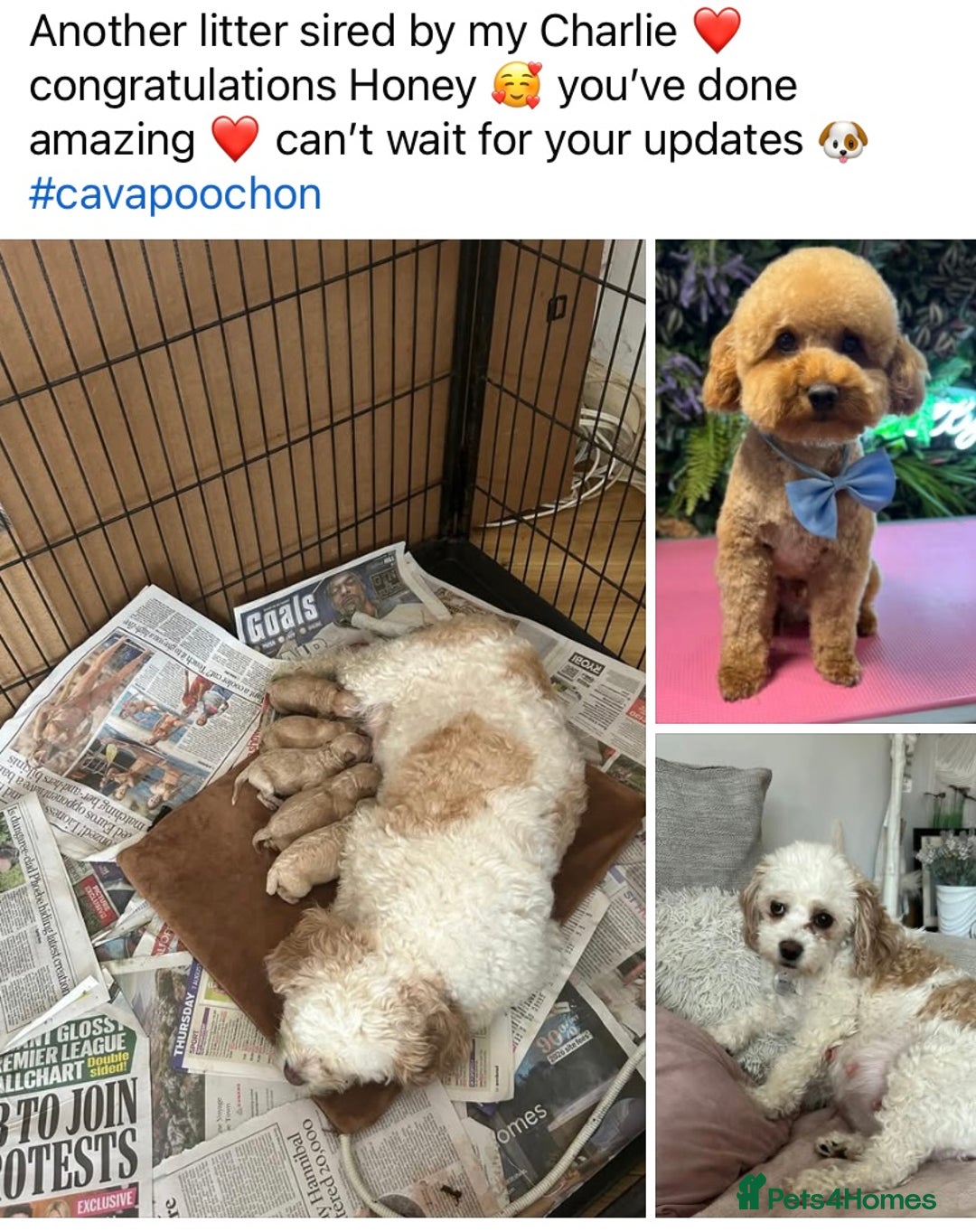 Toy Poodle dogs for stud: Toy Poodle KC - Stud and  fully health tested  - Image 13