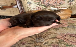 Shihpoo dogs for sale: ✨ Beautiful Shihpoo Puppies ✨  - Image 9