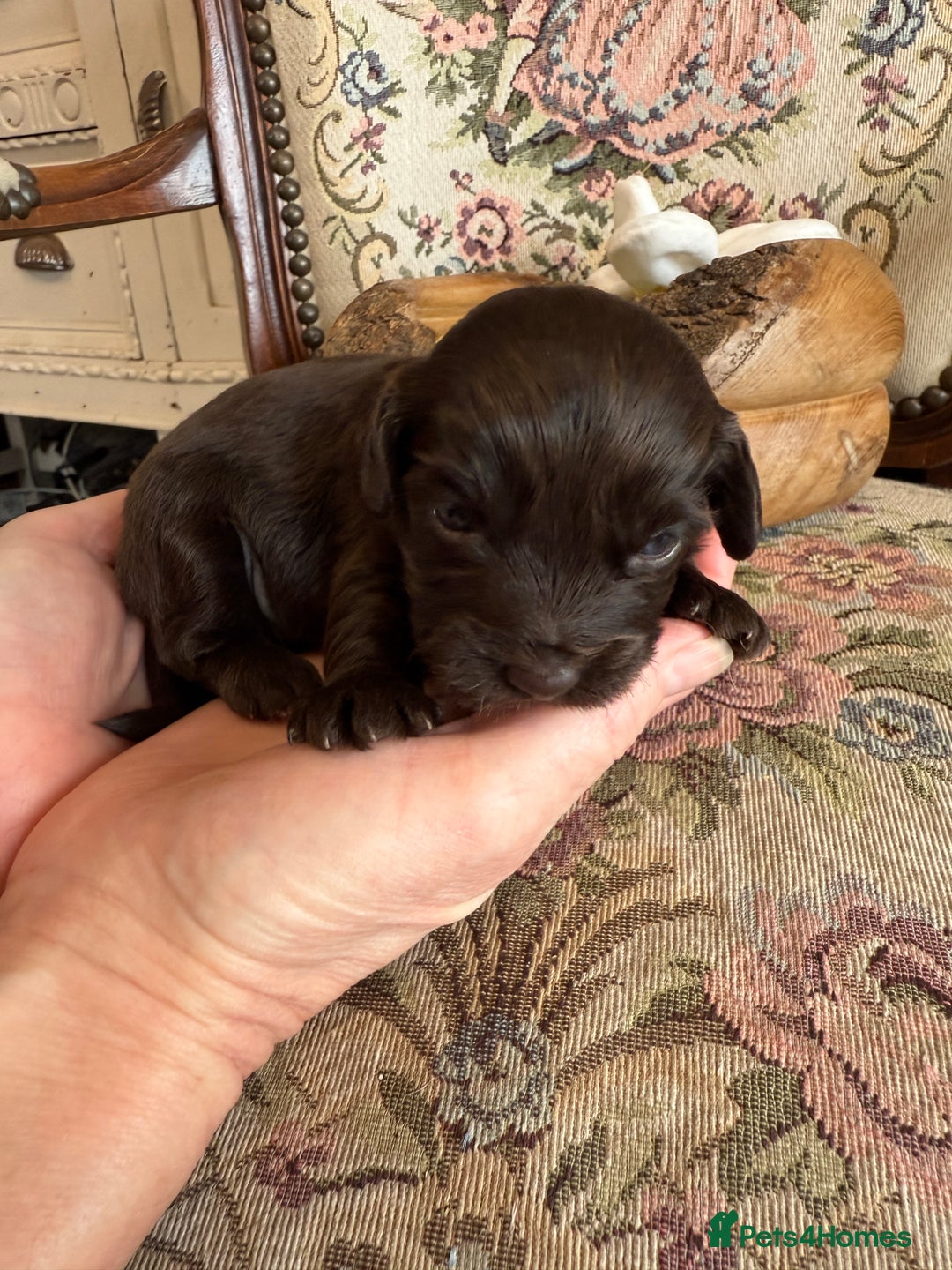Shihpoo dogs for sale: ✨ Beautiful Shihpoo Puppies ✨  - Image 9