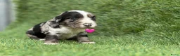 Cocker Spaniel dogs for sale: Outstanding Cocker Spaniel Puppies - Advert 9