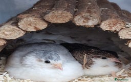 Quail poultry for sale: Male button quails for sale - Image 2