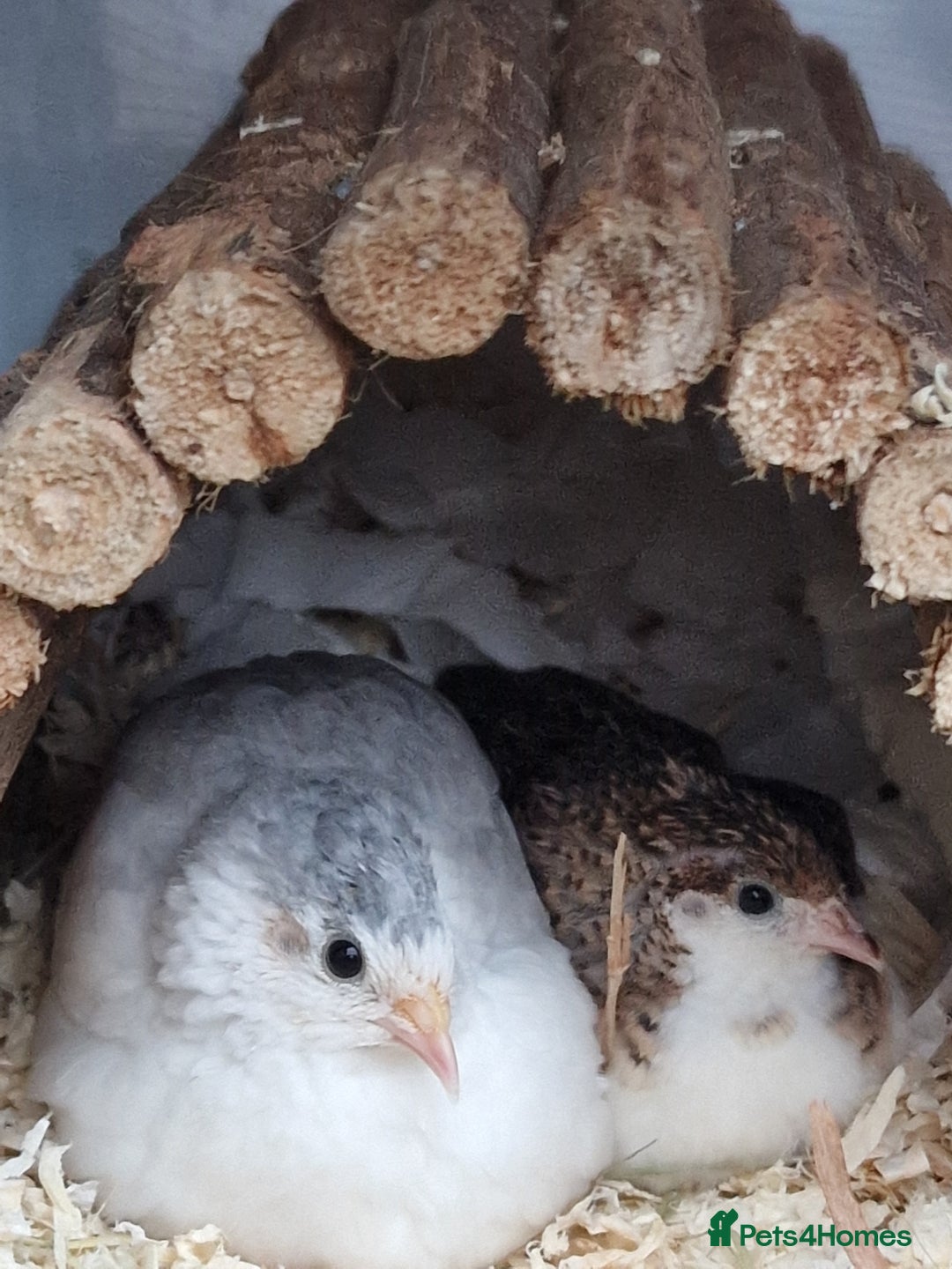 Quail poultry for sale: Male button quails for sale - Image 2