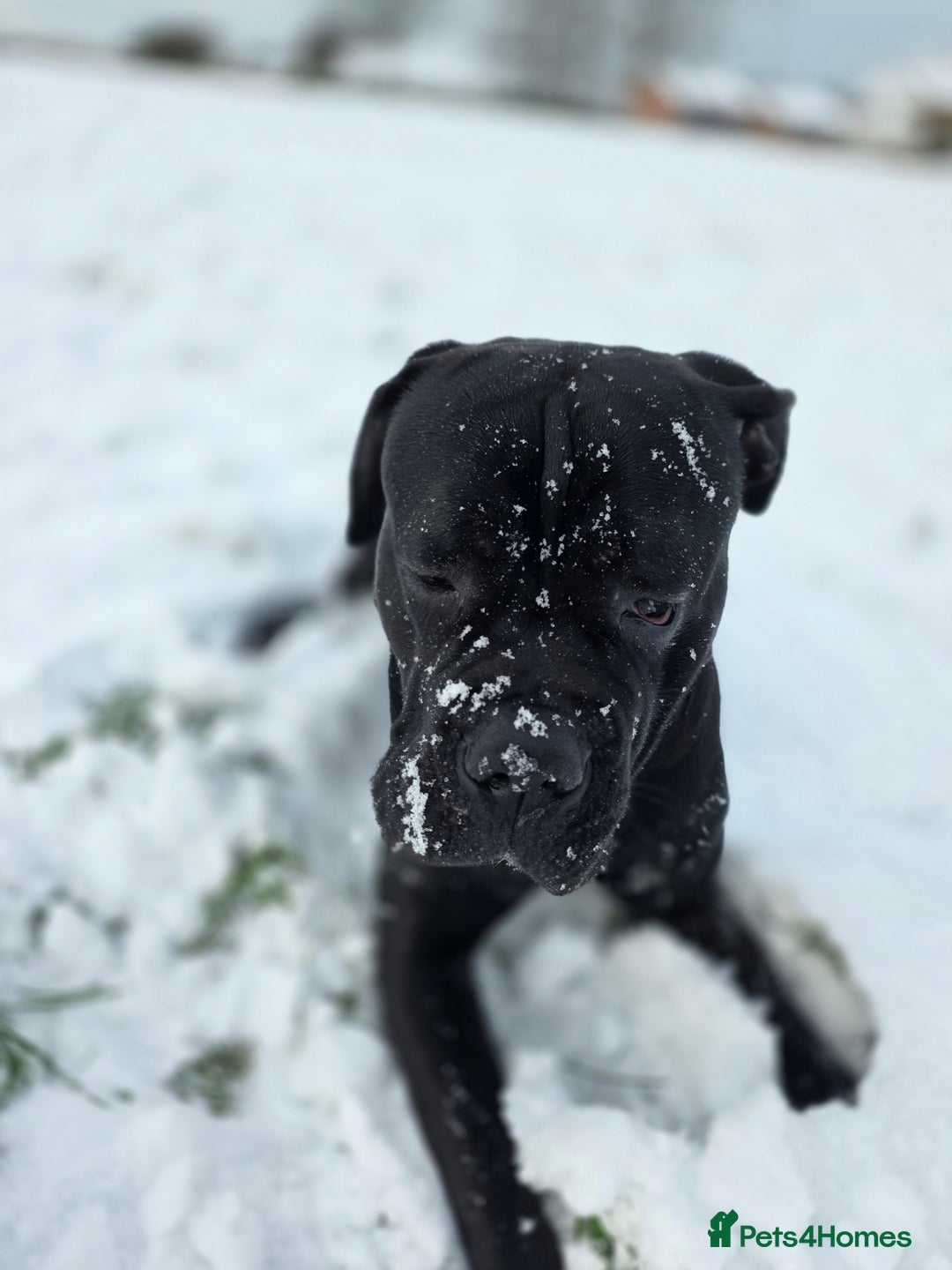 Cane Corso dogs for sale: Arlo - Cane Corso 2 yrs old - Advert 2