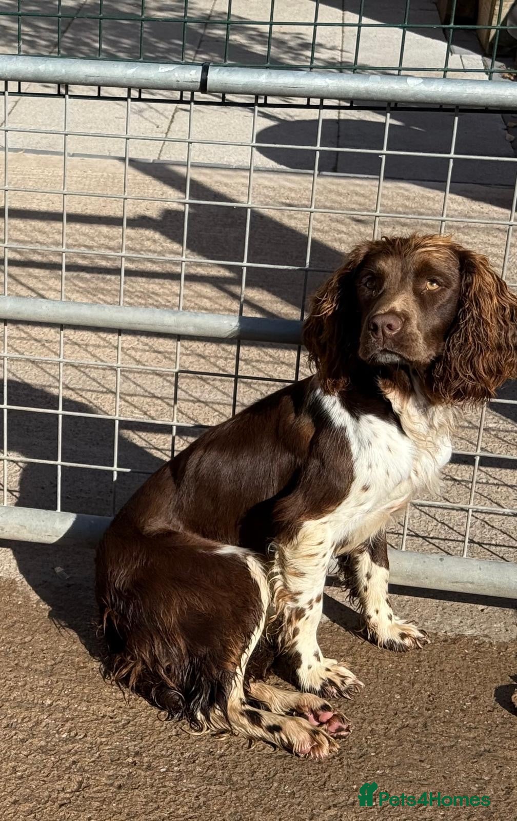 Sprocker dogs Stunning Male Puppy  - Advert 1