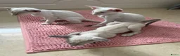 Siamese cats for sale: Stunning siamese kittens! Real hooligans!  in London - Advert 6