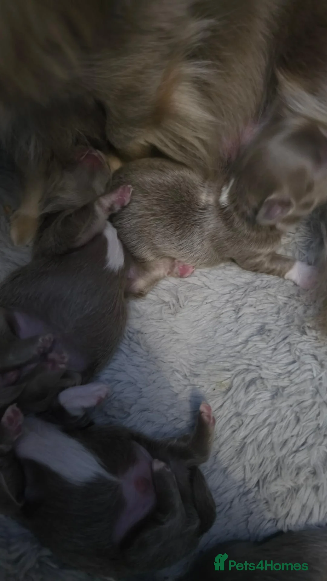Chihuahua dogs for sale: Applehead  **  chihuahuas  in Middlewich - Advert 9