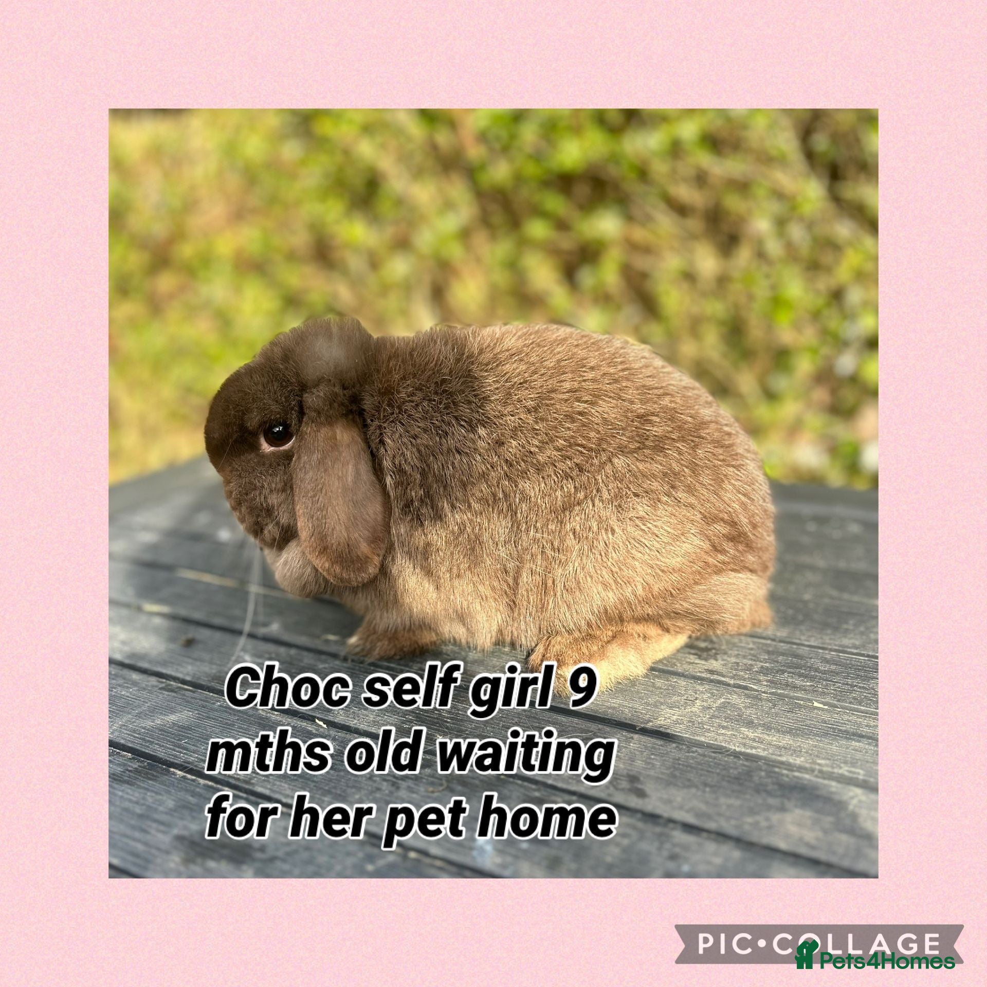 Mini Lop rabbits PEDIGREE MINI LOPS READY NOW  - Advert 20