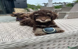 Cockapoo dogs for sale: Unique & stunning full DNA tested Cockapoo puppies - Image 4