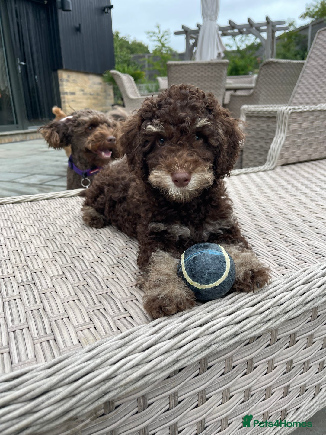Cockapoo dogs for sale: Unique & stunning full DNA tested Cockapoo puppies - Image 4