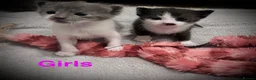 Snowshoe cats for sale: Snowshoe X kittens  - Advert 11