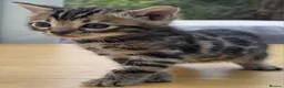Bengal cats for sale: 🐆 2 BEAUTIFUL TICA BENGAL GIRLS – £1,200 EACH 🐆 - Advert 16