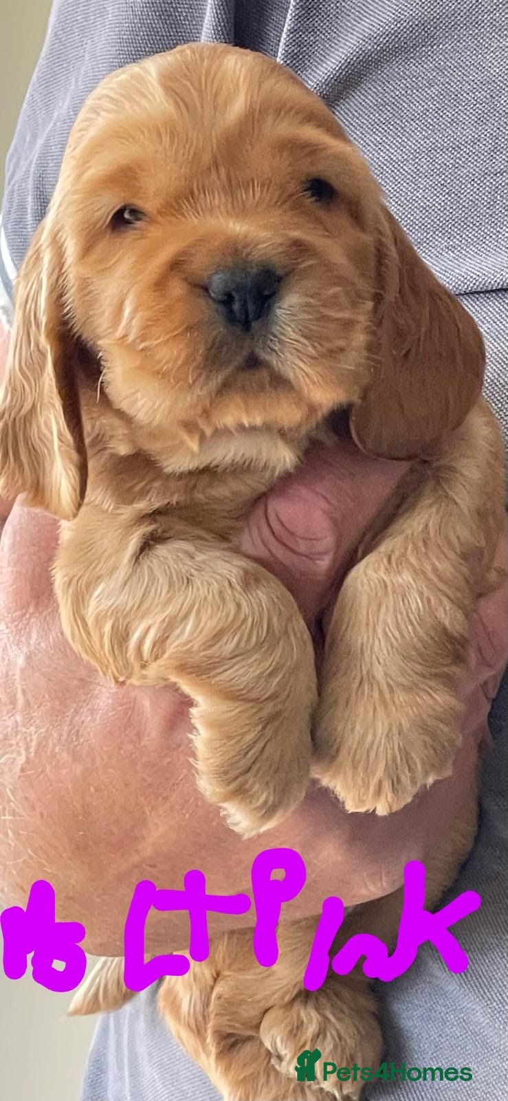 Cocker Spaniel dogs Very Well Bred ,Pure,KC, Show Type, C /S Puppies - Advert 2