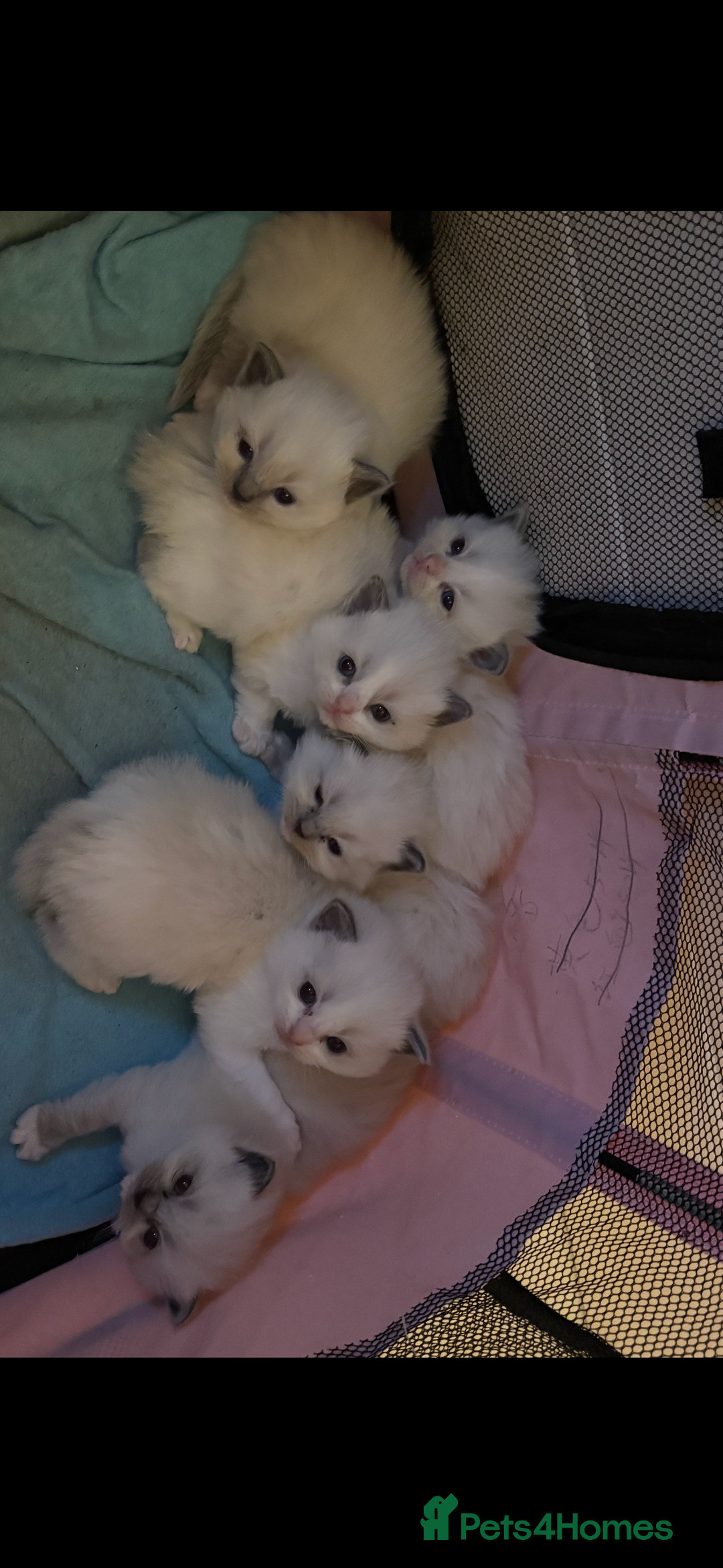 Ragdoll cats for sale: Stunning Ragdoll kittens  - Advert 2