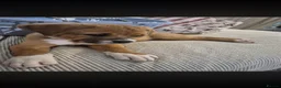 Mixed Breed dogs for sale: 1 brown and white puppy  - Advert 3