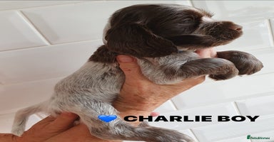 Cocker Spaniel dogs - Advert 16