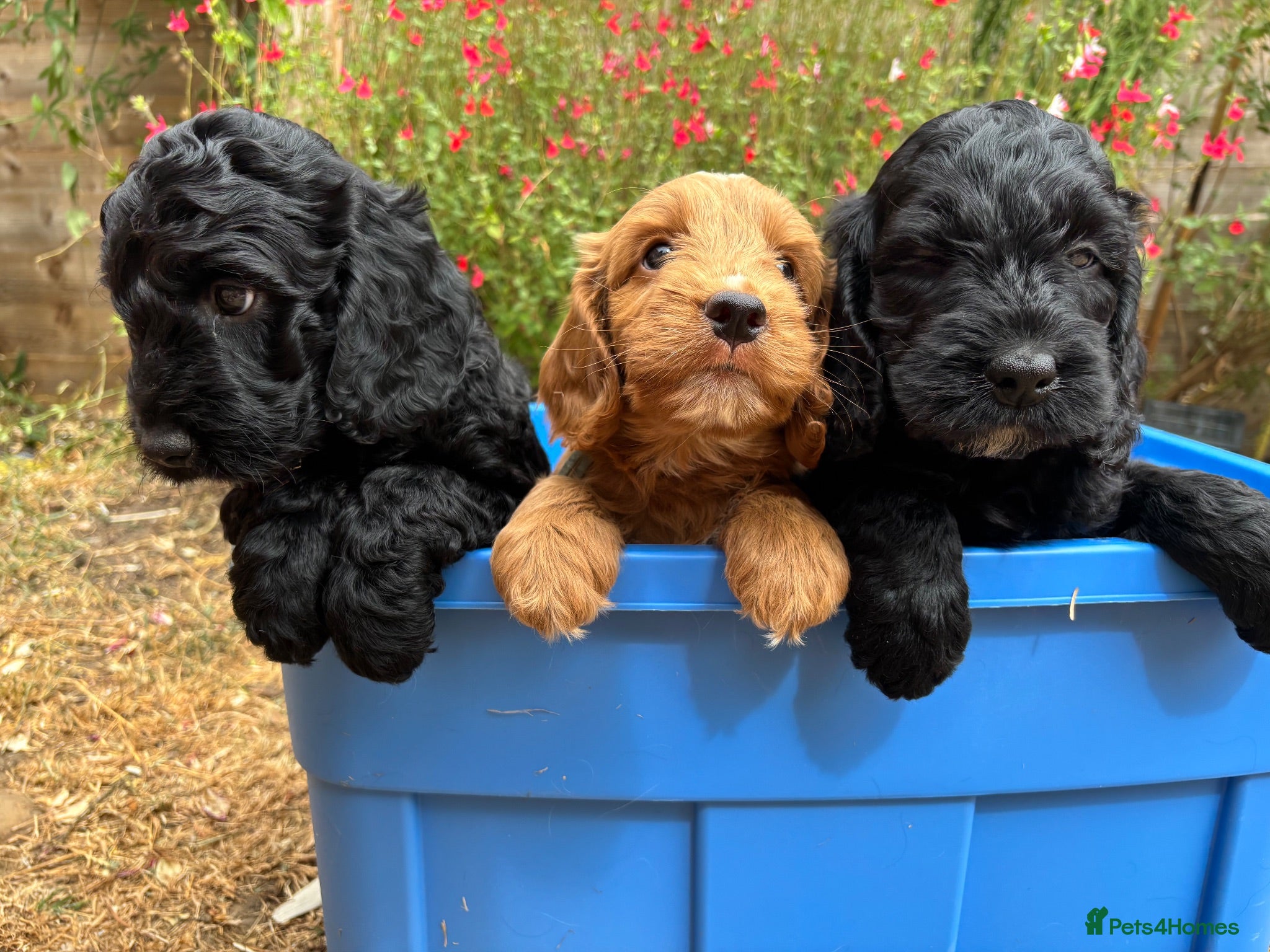 Cockapoo dogs Beautiful F1 Cockerpoo puppies - Advert 1