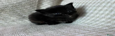 Black Long Haired Female 