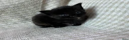 Mixed Breed cats for sale: Beautiful Kittens For Sale  - Advert 4