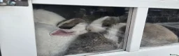 Mixed Breed rabbits for sale: 🐰 Gorgeous Baby Rabbits ready 10th September 🐰 in Wigan - Advert 6