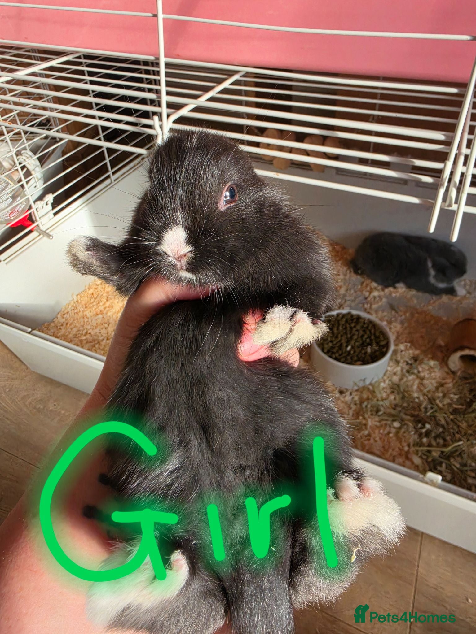 French Lop rabbits Baby French lops for sale - Advert 2