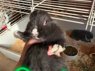French Lop rabbits Baby French lops for sale - Advert 2